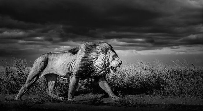 This Photographer Captured 50 B&W Wildlife Photos And Shared The Stories Behind Them