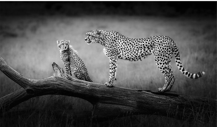 This Photographer Captured 50 B&W Wildlife Photos And Shared The Stories Behind Them