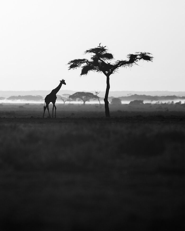 This Photographer Captured 50 B&W Wildlife Photos And Shared The Stories Behind Them