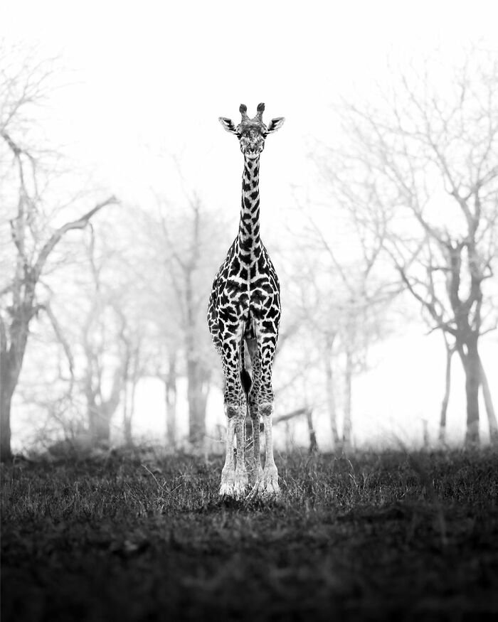 This Photographer Captured 50 B&W Wildlife Photos And Shared The Stories Behind Them