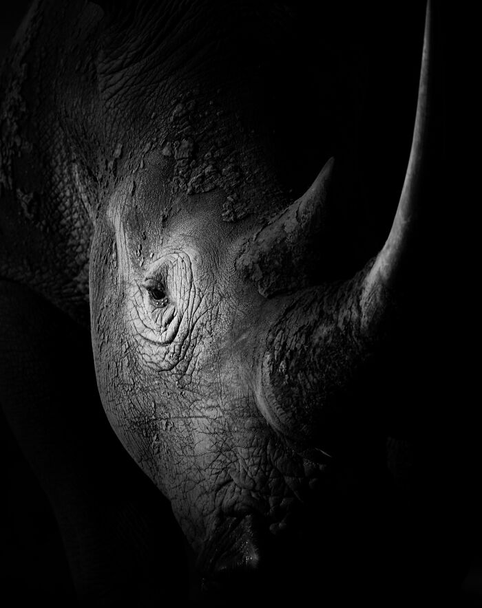 This Photographer Captured 50 B&W Wildlife Photos And Shared The Stories Behind Them