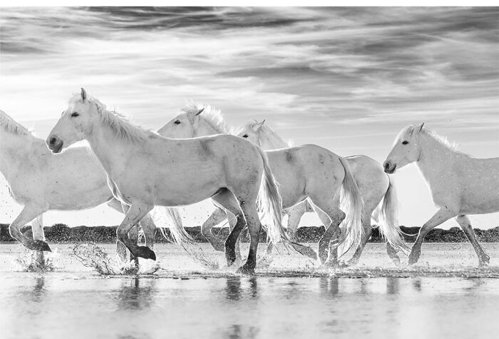 This Photographer Captured 50 B&W Wildlife Photos And Shared The Stories Behind Them