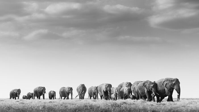 This Photographer Captured 50 B&W Wildlife Photos And Shared The Stories Behind Them