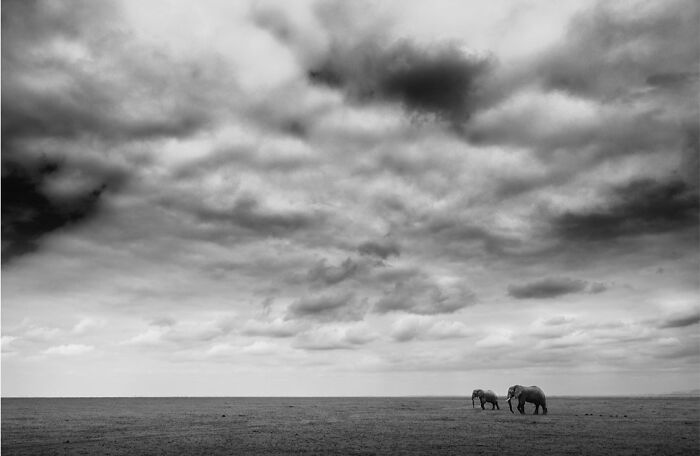 This Photographer Captured 50 B&W Wildlife Photos And Shared The Stories Behind Them