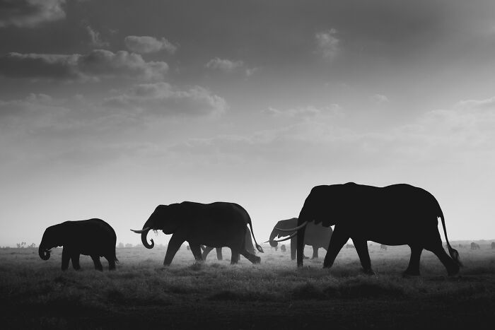 This Photographer Captured 50 B&W Wildlife Photos And Shared The Stories Behind Them