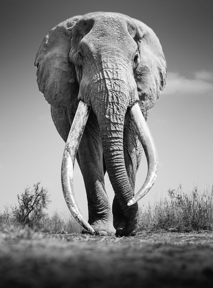 This Photographer Captured 50 B&W Wildlife Photos And Shared The Stories Behind Them