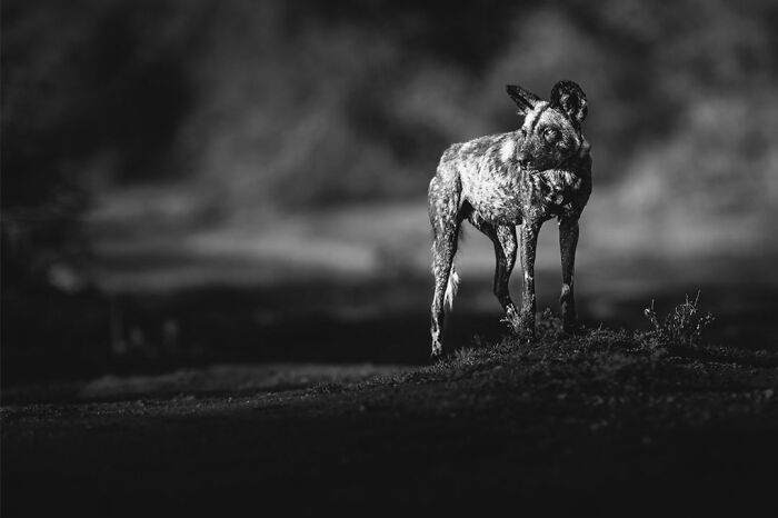 This Photographer Captured 50 B&W Wildlife Photos And Shared The Stories Behind Them