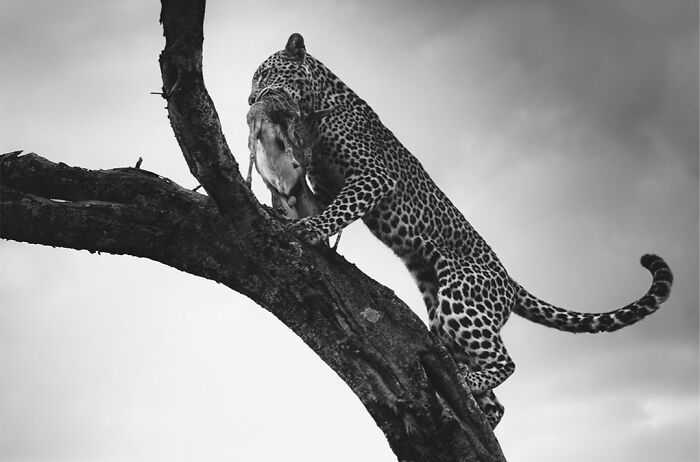 This Photographer Captured 50 B&W Wildlife Photos And Shared The Stories Behind Them