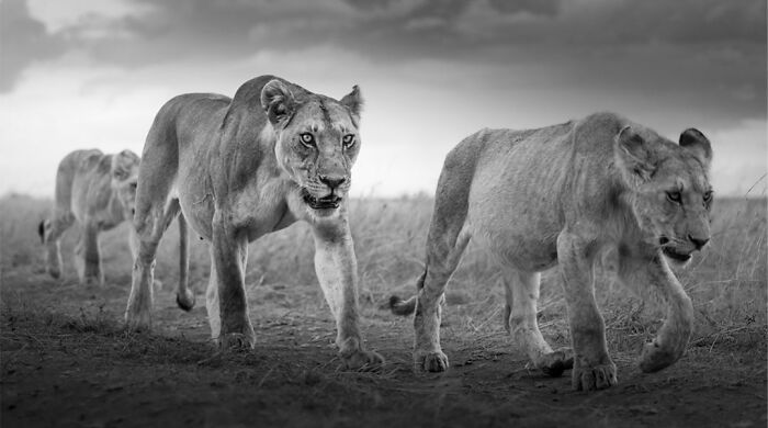 This Photographer Captured 50 B&W Wildlife Photos And Shared The Stories Behind Them