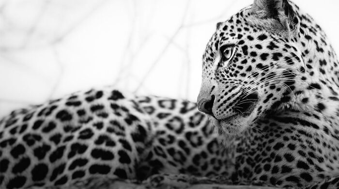 This Photographer Captured 50 B&W Wildlife Photos And Shared The Stories Behind Them