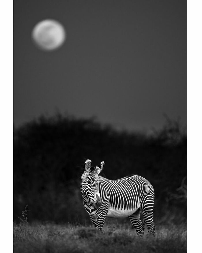 This Photographer Captured 50 B&W Wildlife Photos And Shared The Stories Behind Them