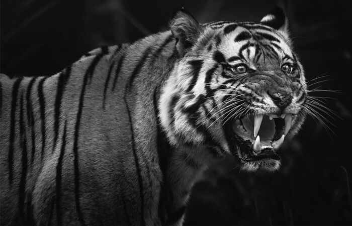 This Photographer Captured 50 B&W Wildlife Photos And Shared The Stories Behind Them