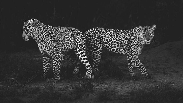 This Photographer Captured 50 B&W Wildlife Photos And Shared The Stories Behind Them