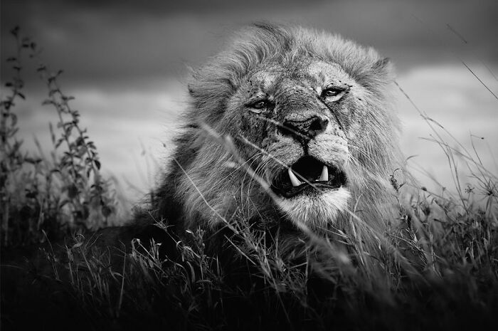 This Photographer Captured 50 B&W Wildlife Photos And Shared The Stories Behind Them