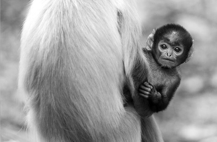 This Photographer Captured 50 B&W Wildlife Photos And Shared The Stories Behind Them