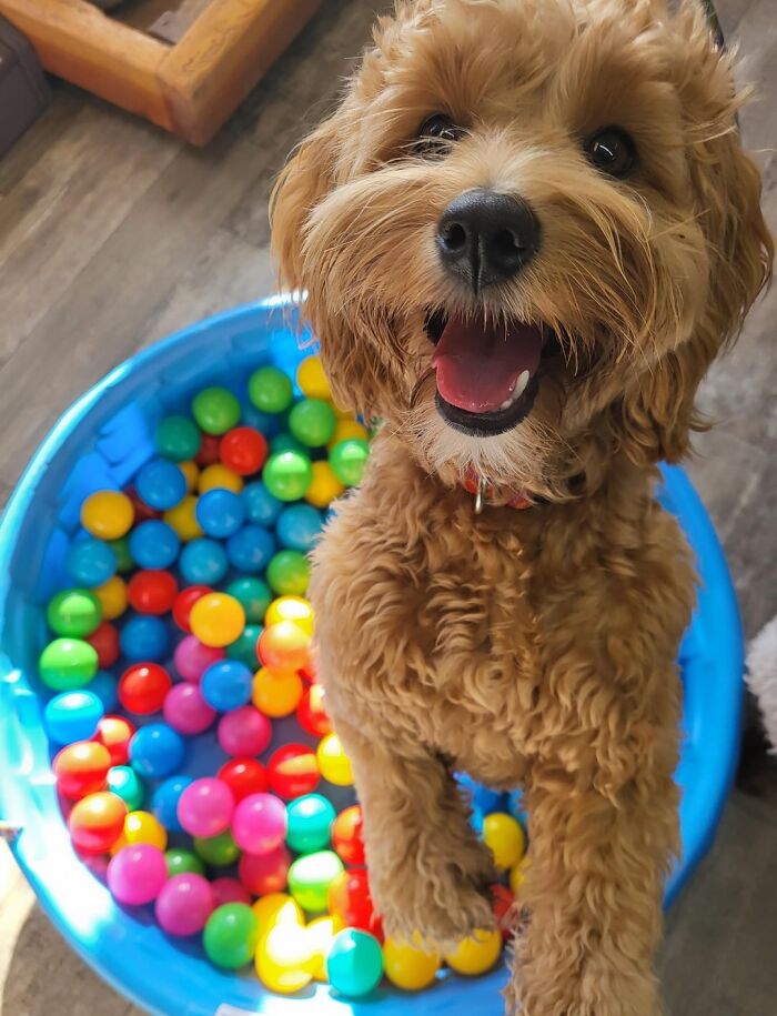 Dog Owners Are Sharing The Best Daycare Moments, And Here Are 51 That Stole The Show
