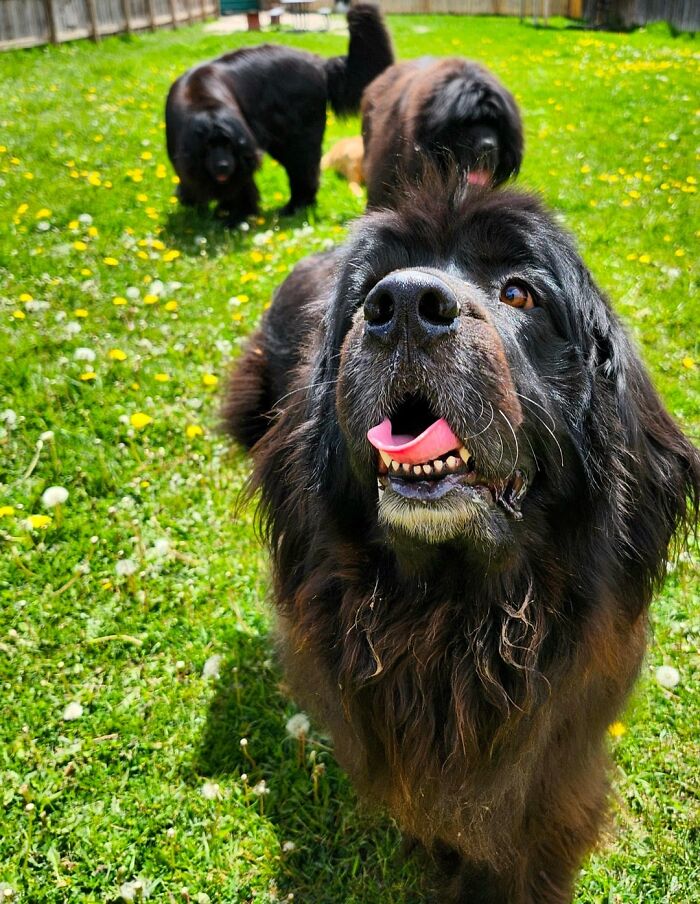 Dog Owners Are Sharing The Best Daycare Moments, And Here Are 51 That Stole The Show