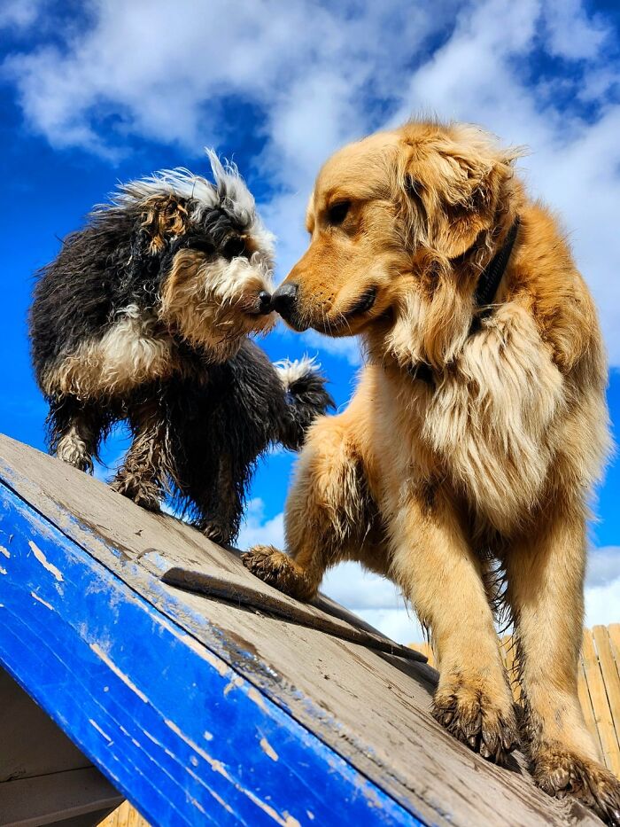 Dog Owners Are Sharing The Best Daycare Moments, And Here Are 51 That Stole The Show