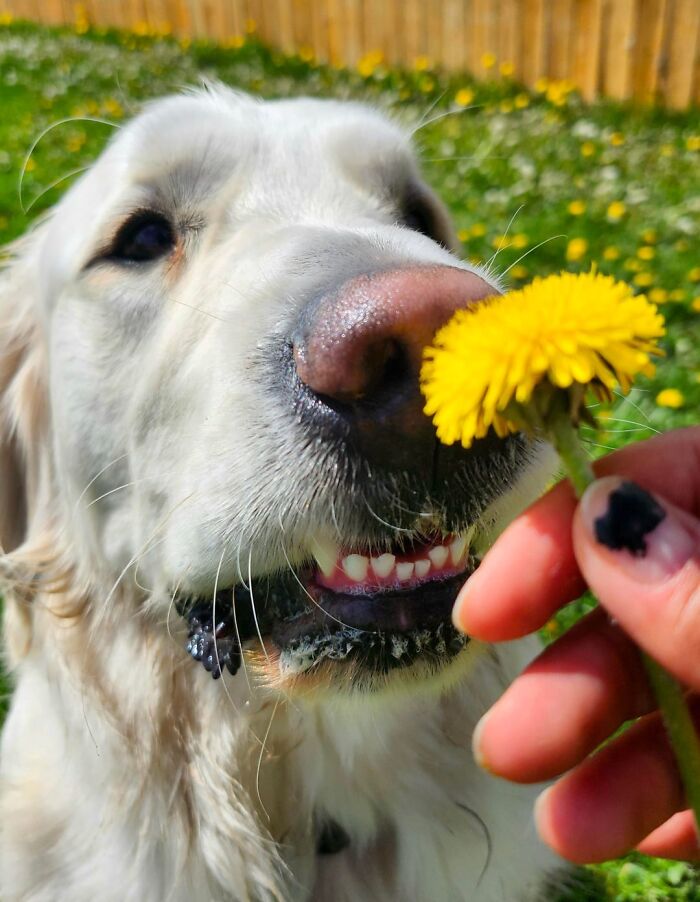 Dog Owners Are Sharing The Best Daycare Moments, And Here Are 51 That Stole The Show