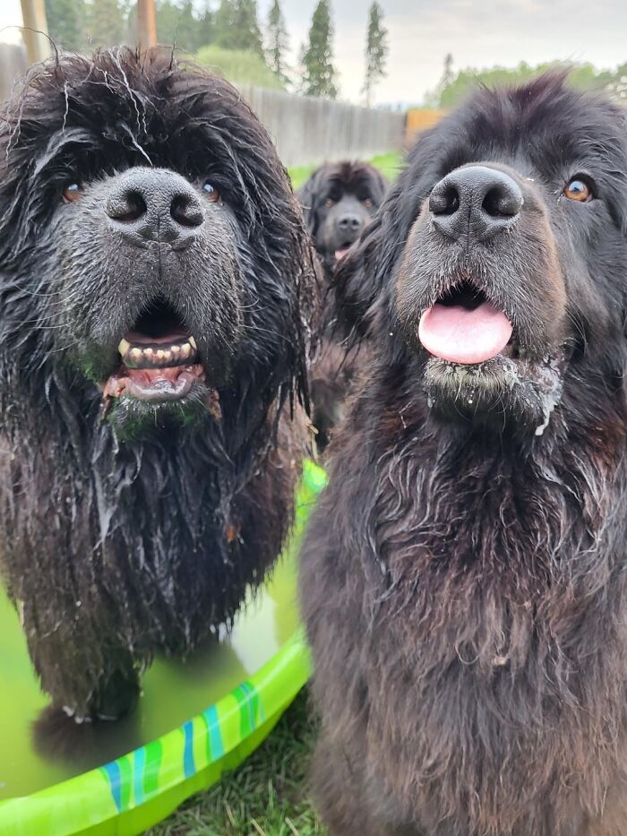 Dog Owners Are Sharing The Best Daycare Moments, And Here Are 51 That Stole The Show