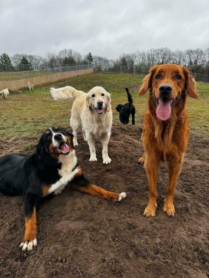 Dog Owners Are Sharing The Best Daycare Moments, And Here Are 51 That Stole The Show