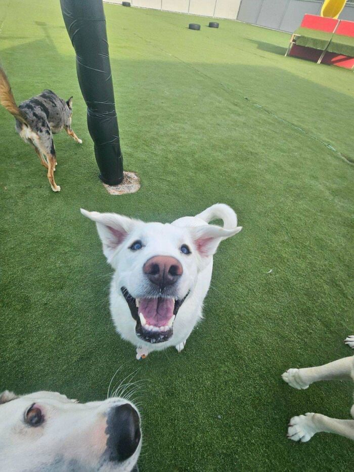 Dog Owners Are Sharing The Best Daycare Moments, And Here Are 51 That Stole The Show