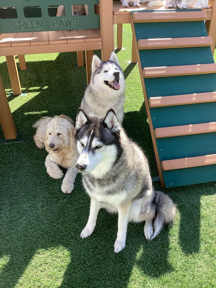 Dog Owners Are Sharing The Best Daycare Moments, And Here Are 51 That Stole The Show