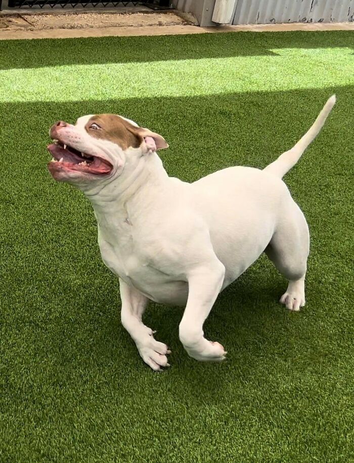 Dog Owners Are Sharing The Best Daycare Moments, And Here Are 51 That Stole The Show