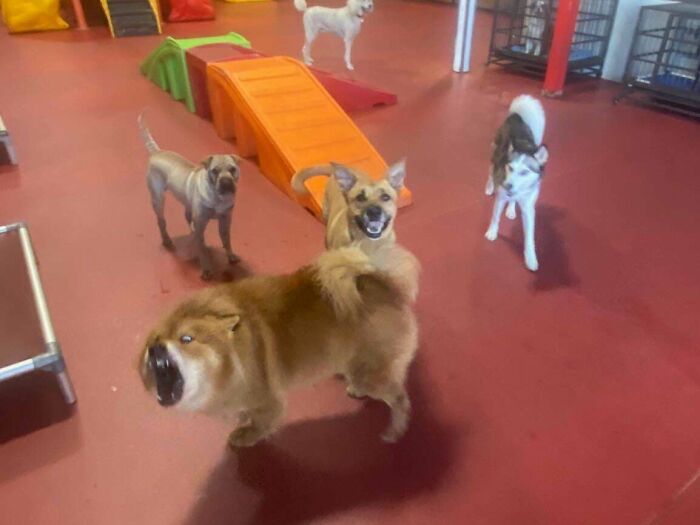 Dog Owners Are Sharing The Best Daycare Moments, And Here Are 51 That Stole The Show