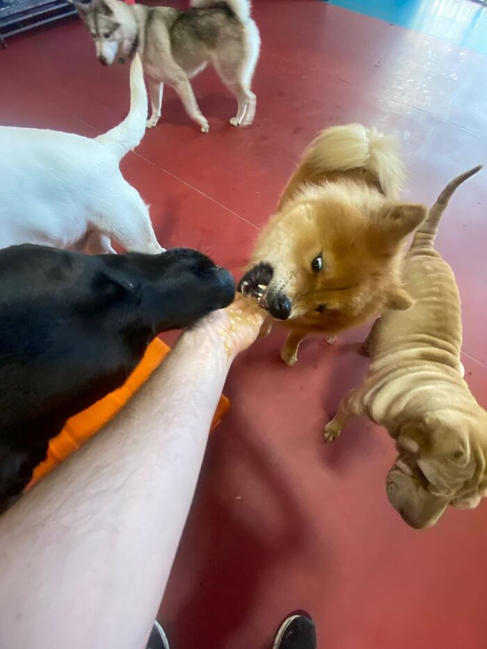 Dog Owners Are Sharing The Best Daycare Moments, And Here Are 51 That Stole The Show
