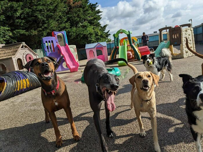 Dog Owners Are Sharing The Best Daycare Moments, And Here Are 51 That Stole The Show