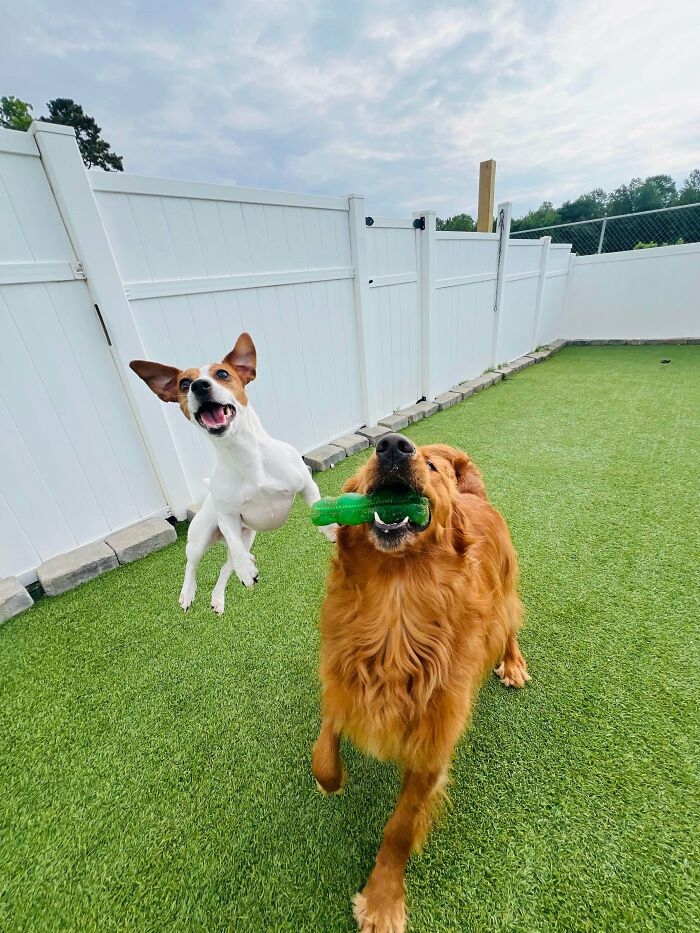 Dog Owners Are Sharing The Best Daycare Moments, And Here Are 51 That Stole The Show