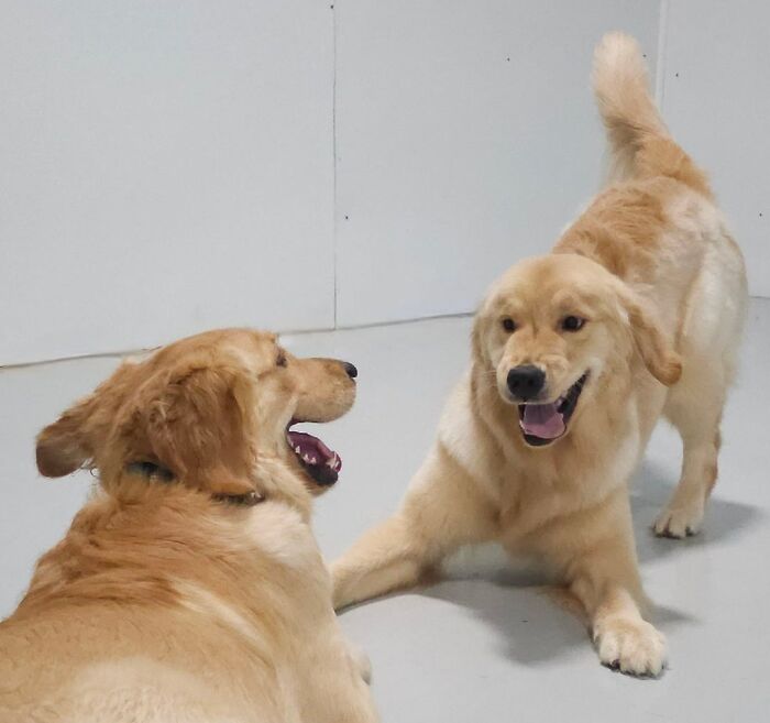 Dog Owners Are Sharing The Best Daycare Moments, And Here Are 51 That Stole The Show
