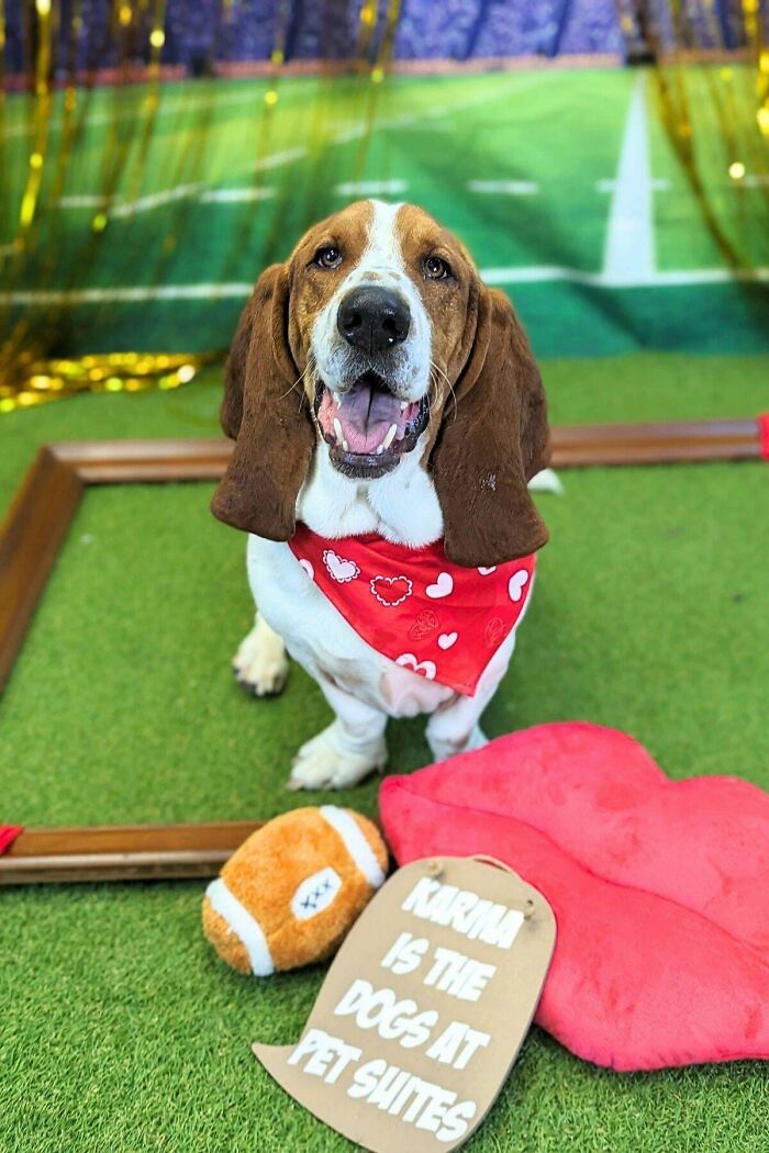 Dog Owners Are Sharing The Best Daycare Moments, And Here Are 51 That Stole The Show