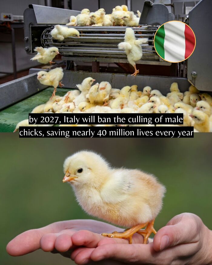 55 Pieces Of Good News For Everyone Who Is Sick And Tired Of Negative Headlines (New Pics)