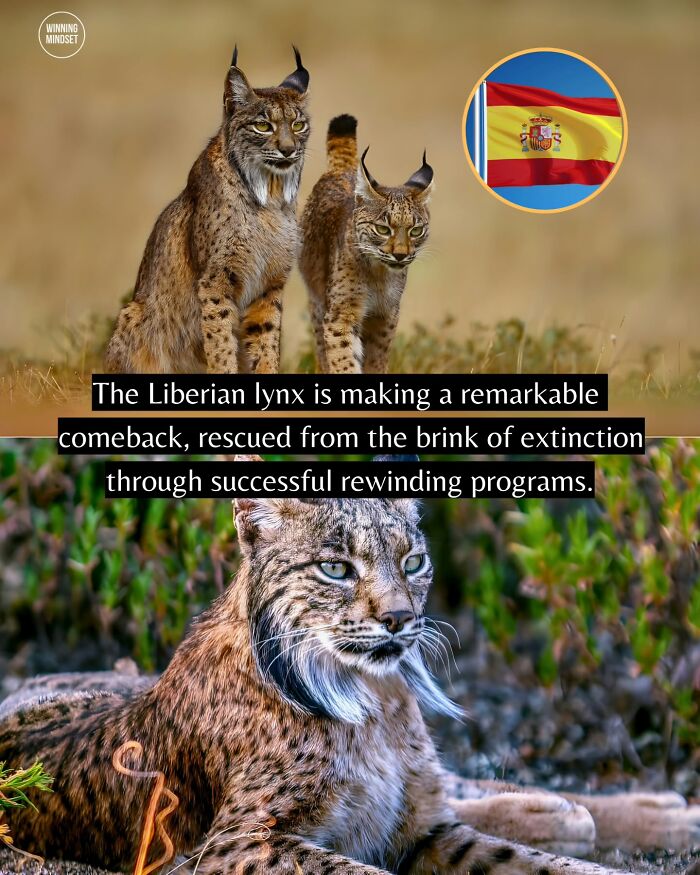 55 Pieces Of Good News For Everyone Who Is Sick And Tired Of Negative Headlines (New Pics)