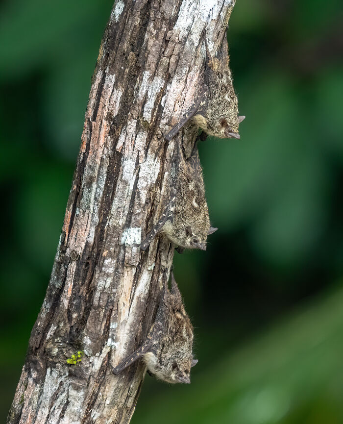 30 Stunning Animal Photos From Wikimedia Commons Competing For Picture Of The Year 2025