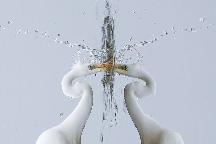 30 Stunning Animal Photos From Wikimedia Commons Competing For Picture Of The Year 2025