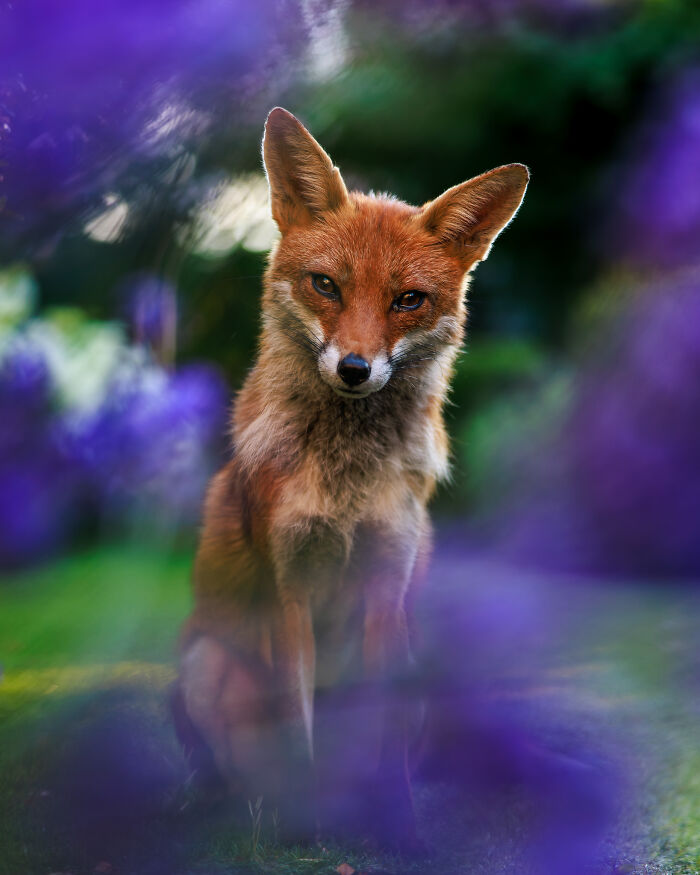 The Best Of Britain&rsquo;s Wildlife: 21 Incredible Photos From The 2026 BWPA