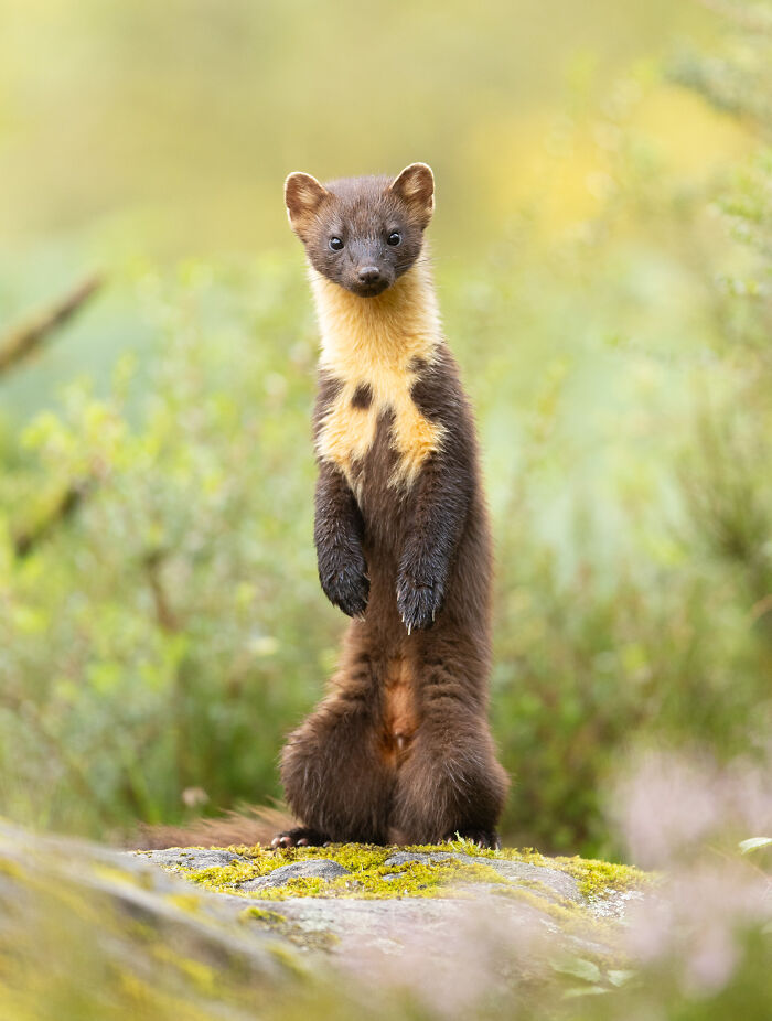 The Best Of Britain&rsquo;s Wildlife: 21 Incredible Photos From The 2026 BWPA