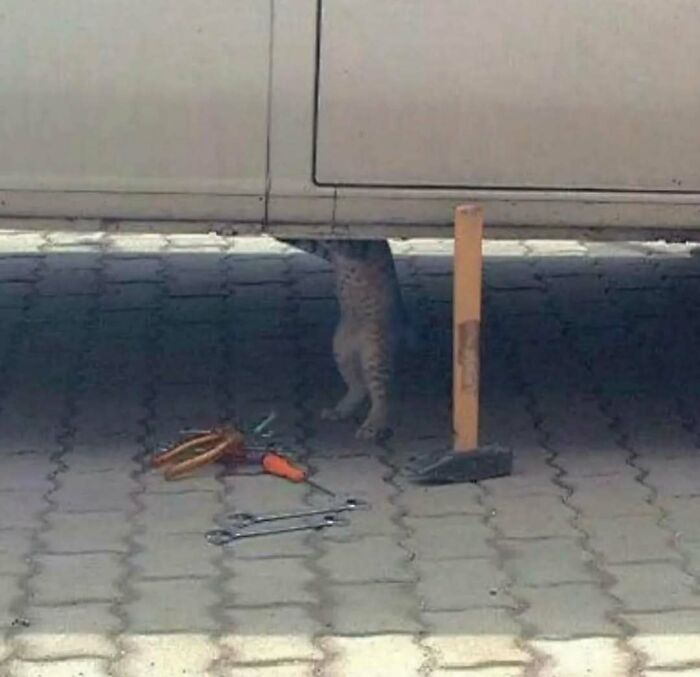 79 Cursed Photos That Make Absolutely Zero Sense But Live Rent‑Free In Our Brains 79 Cursed Photos That Make Absolutely Zero Sense But Live Rent‑Free In Our Brains