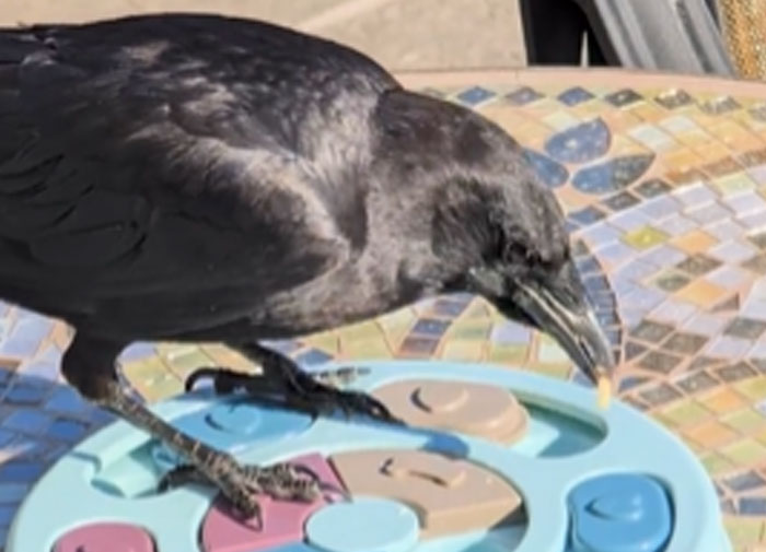 “Watching It Gave Me Chills”: 43 People Share The Creepiest Displays Of Intelligence They’ve Seen In Others “Watching It Gave Me Chills”: 43 People Share The Creepiest Displays Of Intelligence They’ve Seen In Others