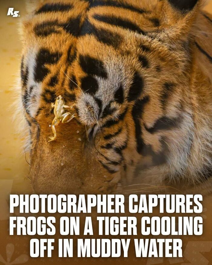 Explore Nature’s Hidden Gems With These 65 Incredible And Rare Animal Photos Explore Nature’s Hidden Gems With These 65 Incredible And Rare Animal Photos