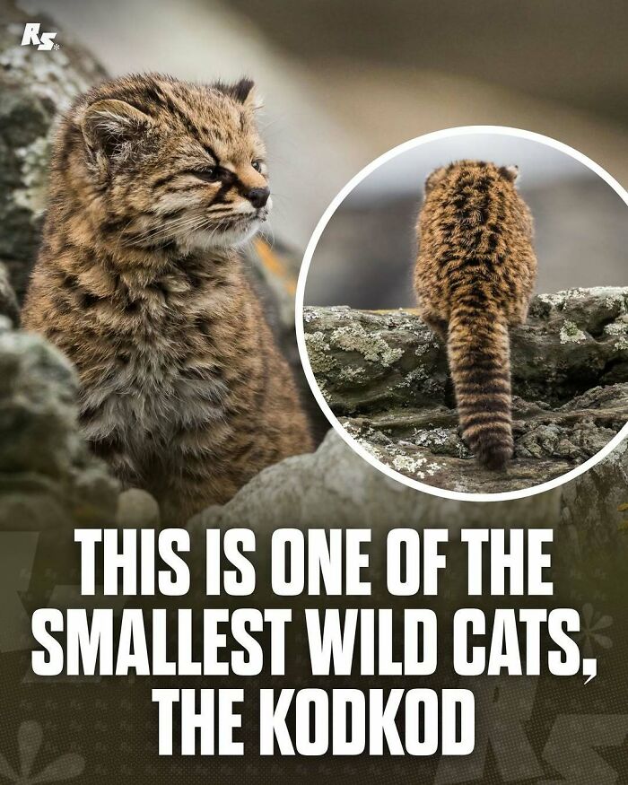 Explore Nature’s Hidden Gems With These 65 Incredible And Rare Animal Photos Explore Nature’s Hidden Gems With These 65 Incredible And Rare Animal Photos