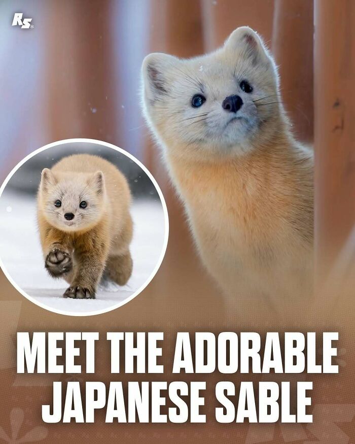 Explore Nature’s Hidden Gems With These 65 Incredible And Rare Animal Photos Explore Nature’s Hidden Gems With These 65 Incredible And Rare Animal Photos