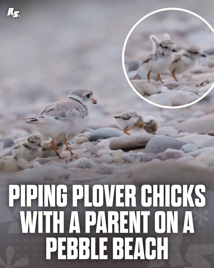 Explore Nature’s Hidden Gems With These 65 Incredible And Rare Animal Photos Explore Nature’s Hidden Gems With These 65 Incredible And Rare Animal Photos