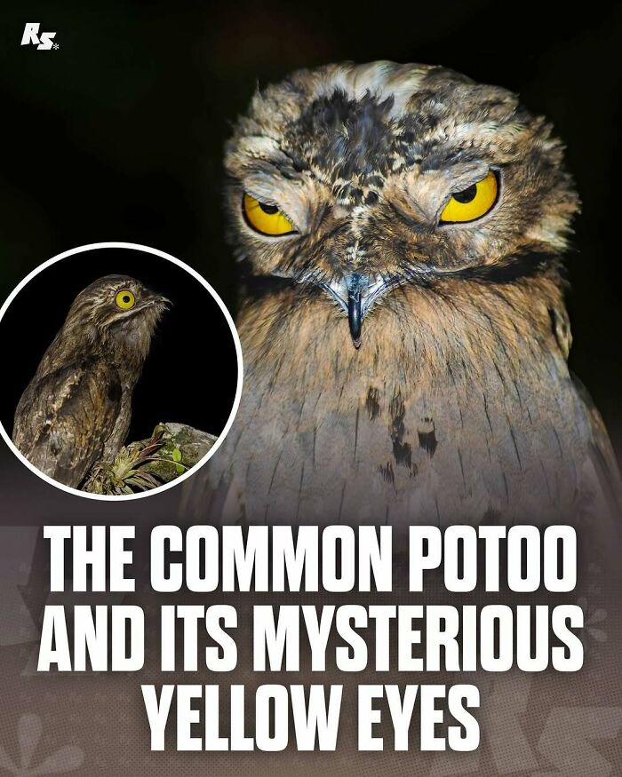 Explore Nature’s Hidden Gems With These 65 Incredible And Rare Animal Photos Explore Nature’s Hidden Gems With These 65 Incredible And Rare Animal Photos