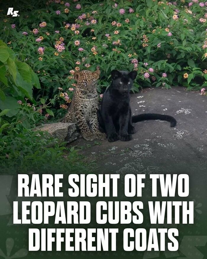 Explore Nature’s Hidden Gems With These 65 Incredible And Rare Animal Photos Explore Nature’s Hidden Gems With These 65 Incredible And Rare Animal Photos