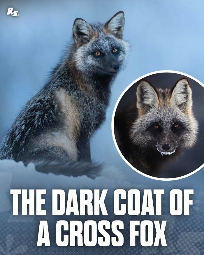 Explore Nature’s Hidden Gems With These 65 Incredible And Rare Animal Photos Explore Nature’s Hidden Gems With These 65 Incredible And Rare Animal Photos