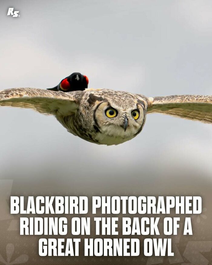 Explore Nature’s Hidden Gems With These 65 Incredible And Rare Animal Photos Explore Nature’s Hidden Gems With These 65 Incredible And Rare Animal Photos